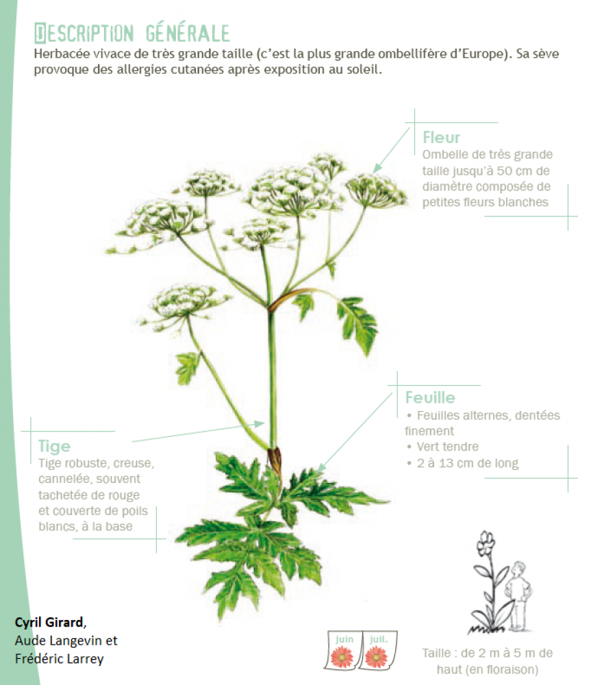Heracleum mantegazzianum Sommier & Levier, 1895